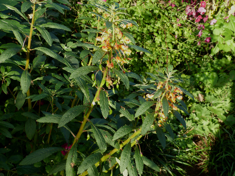 Impatiens gomophylla 3.JPG