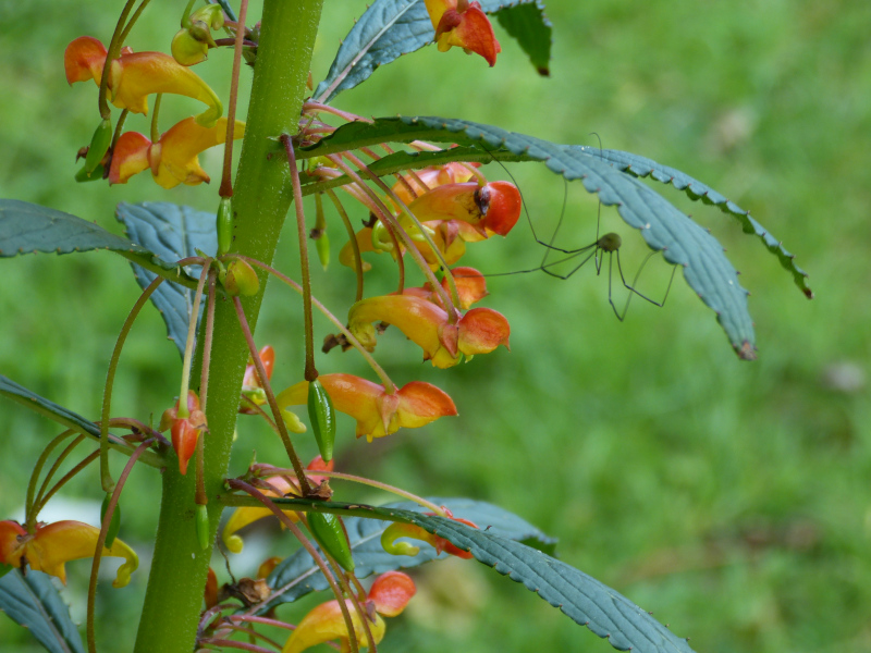 Impatiens gomphophylla 2.JPG