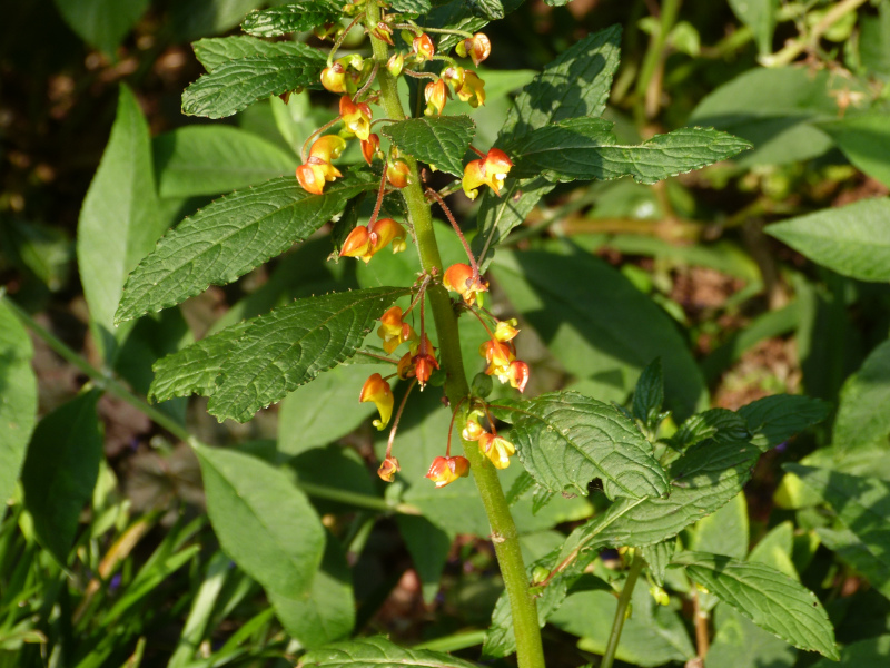 Impatiens gomphophylla.JPG