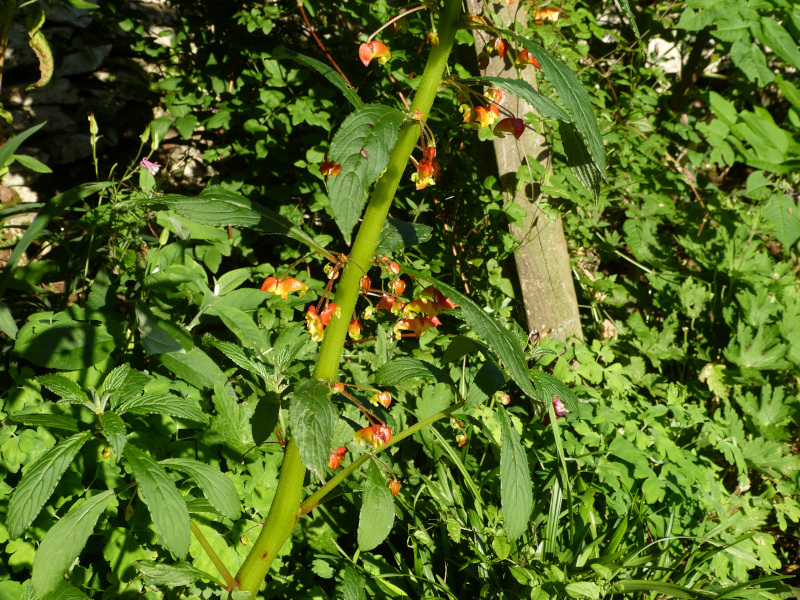 Impatiens gomphophylla.JPG