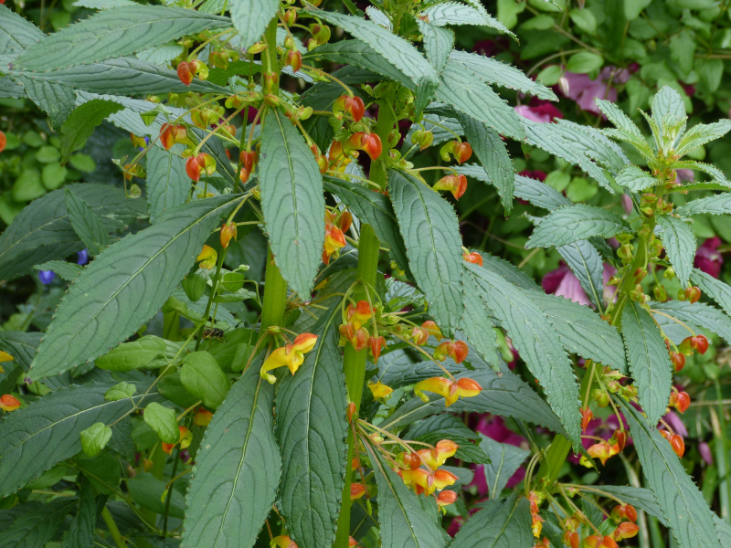 Impatiens gomphophylla.JPG
