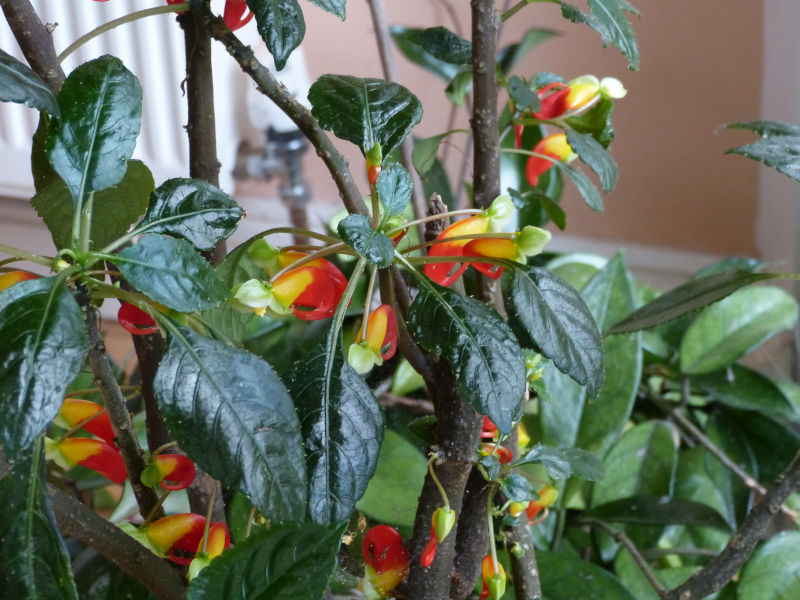 Impatiens niamniamensis 1.JPG