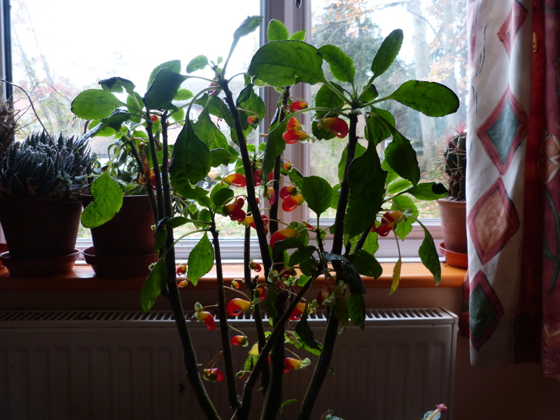 Impatiens niamniamensis 2017.JPG