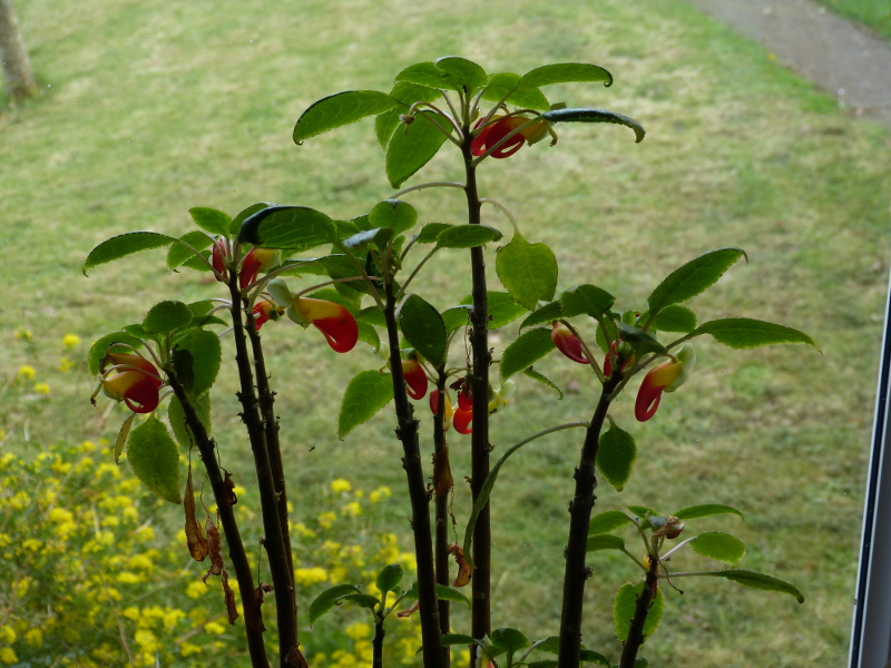 Impatiens niamniamensis.JPG