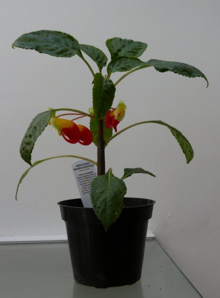 Impatiens Niamniamensis.JPG