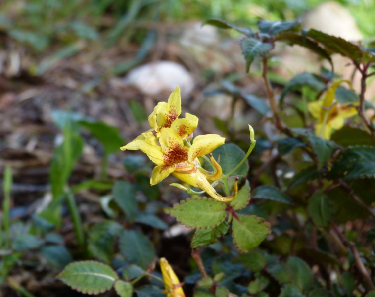 Impatiens stenantha.JPG