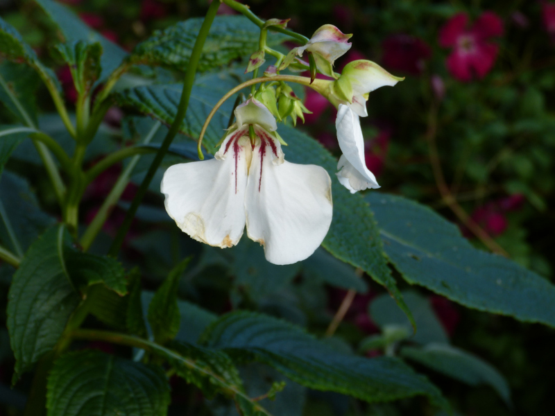 Impatiens tinctoria 1.JPG