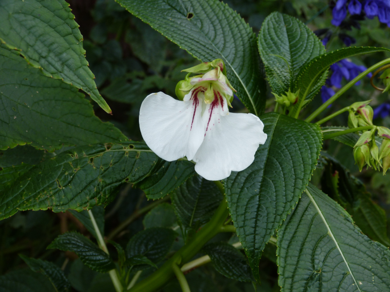 Impatiens tinctoria 1.JPG