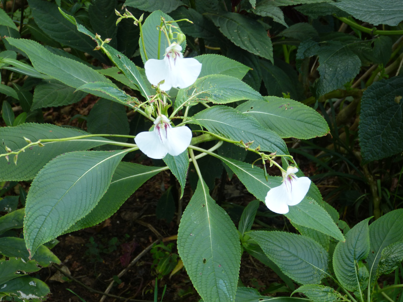 Impatiens tinctoria 2.JPG