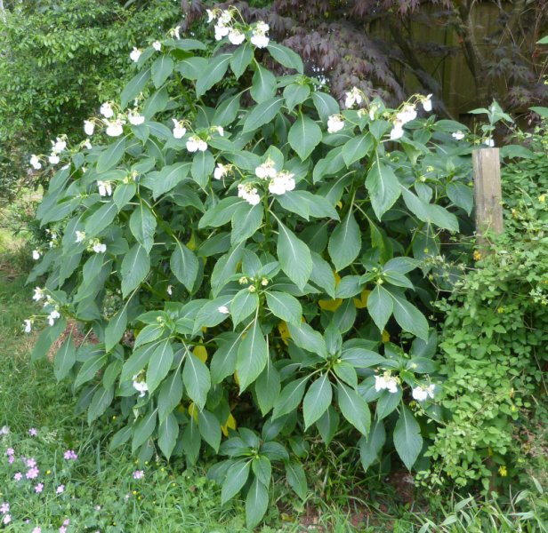 Impatiens tinctoria 2.JPG