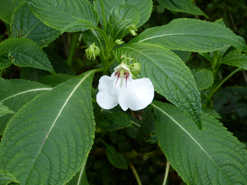 Impatiens tinctoria 3.JPG