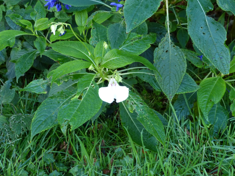 Impatiens tinctoria 4.JPG
