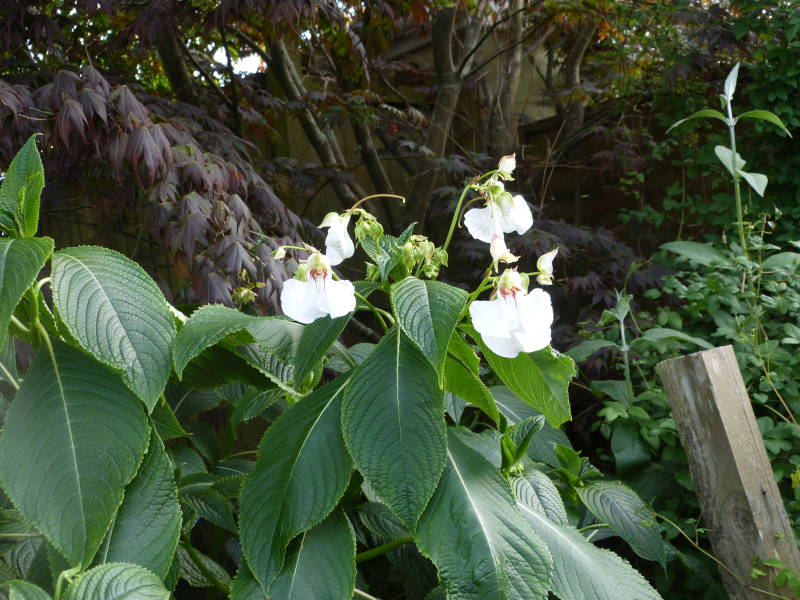Impatiens tinctoria.JPG