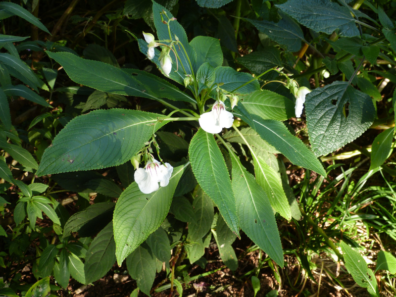 Impatiens tinctoria1.JPG