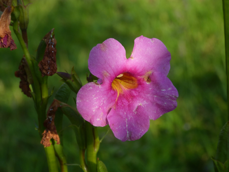 Incarvillea delavayi.JPG