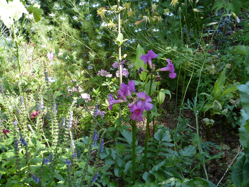 Incarvillea delayvi 2017a.JPG