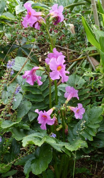 Incarvillea mairei 2.JPG