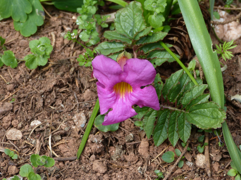 Incarvillea mairei.JPG