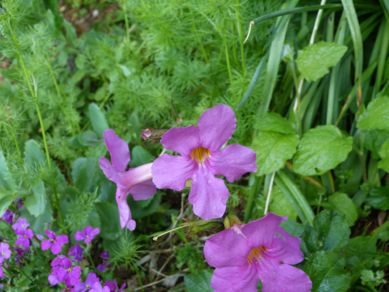 Incarvillea mairei.JPG