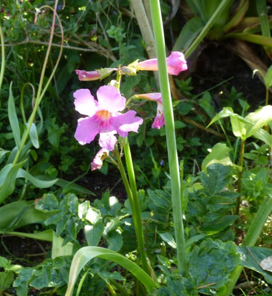 Incarvilliea delayvi.JPG