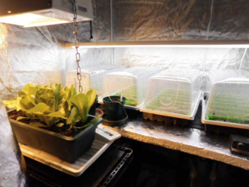 Indoor Growing (2).JPG