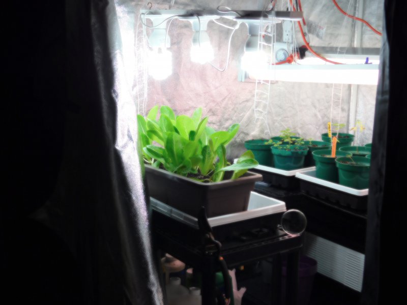 Indoor Growing (4).JPG