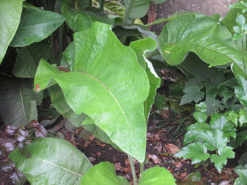 INULA  MAGNIFICA 11-08-2021 16-16-27.JPG