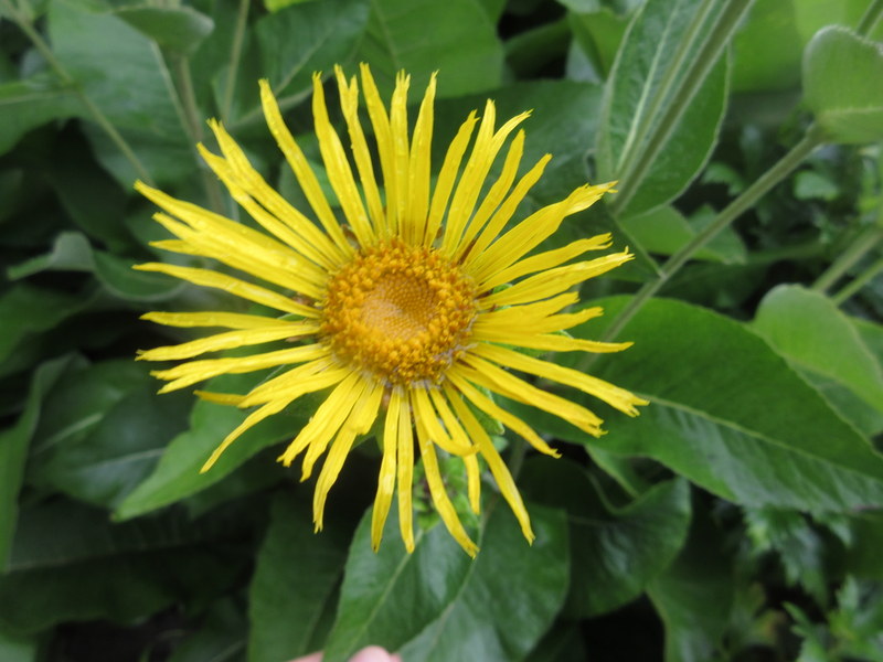 INULA  MAGNIFICA 11-08-2021 16-17-03.JPG