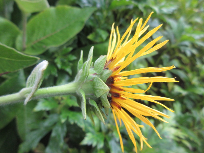 INULA  MAGNIFICA 11-08-2021 16-17-14.JPG