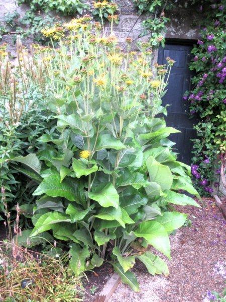 INULA  MAGNIFICA 11-08-2021 16-18-14.JPG