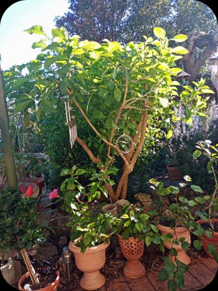 Iochroma 1 Feb 24.jpg