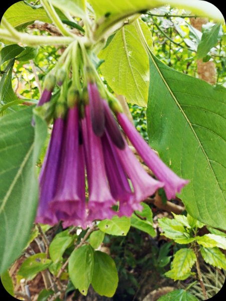 ]Iochroma 1 May 25.jpg