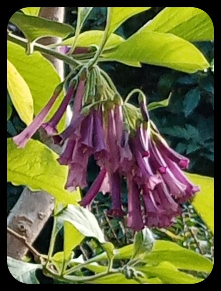 Iochroma 10 Nov 21.jpg