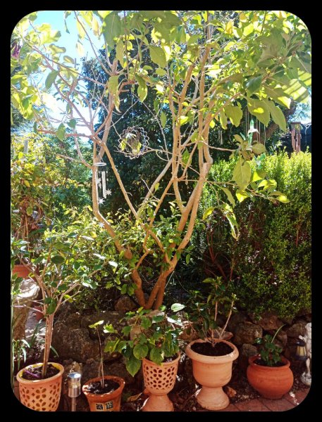 Iochroma 14 Apr 22(1).jpg