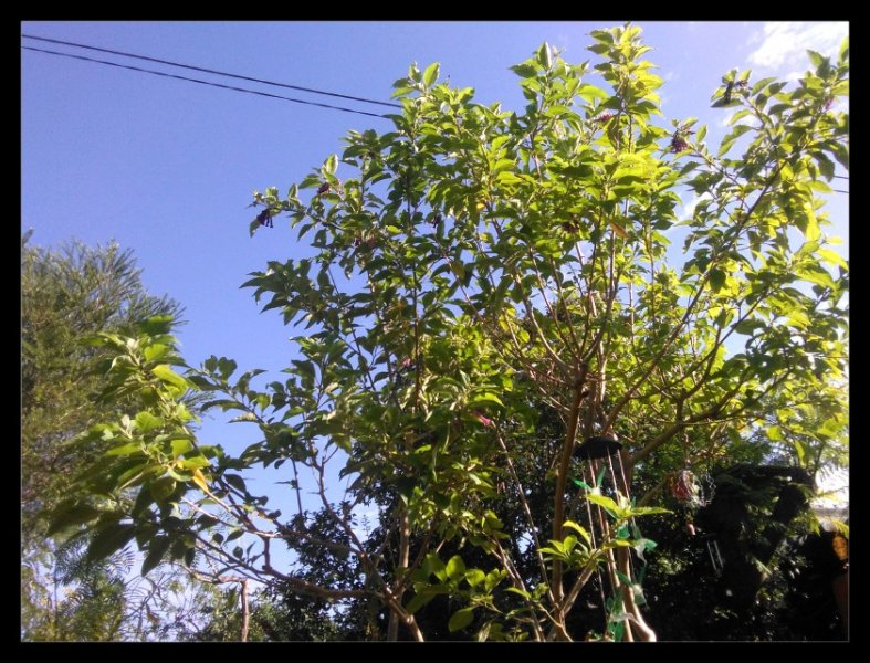 Iochroma 15 Nov 20.jpg