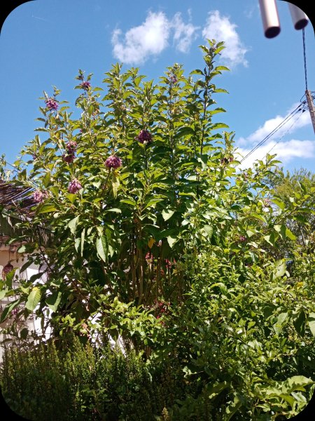 Iochroma 18 May 24.jpg