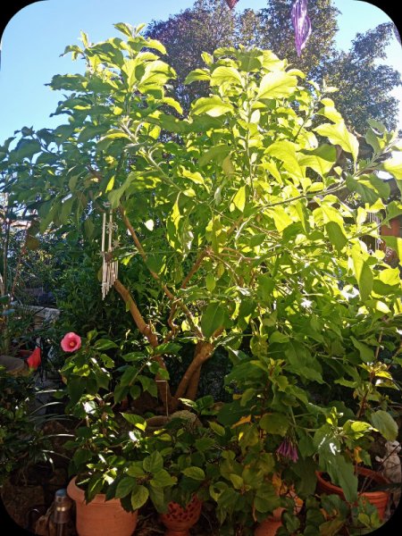 Iochroma 22 Jan 24.jpg