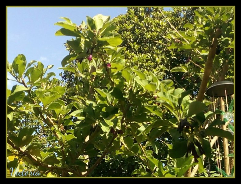 Iochroma 26 Apr 20.jpg