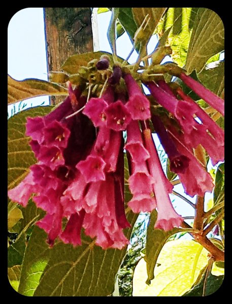 Iochroma 27 May 22.jpg