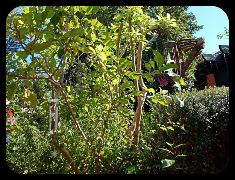 Iochroma 3 Nov 21.jpg