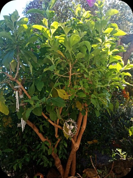 Iochroma 6 Mar 24.jpg