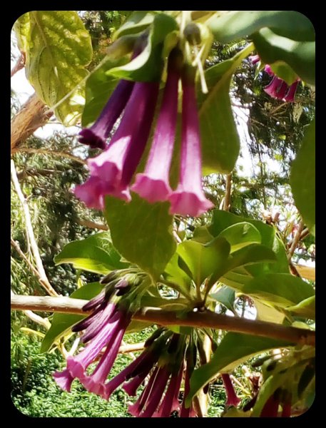 Iochroma 9 May 21.jpg