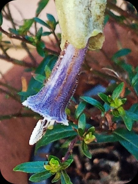 Iochroma australe2 22 Jan 24.jpg