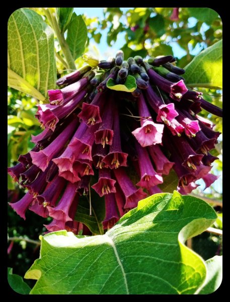 Iochroma big cluster 15 May.jpg