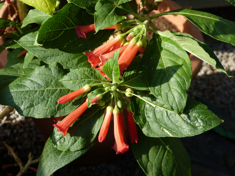 Iochroma coccinea 2.JPG