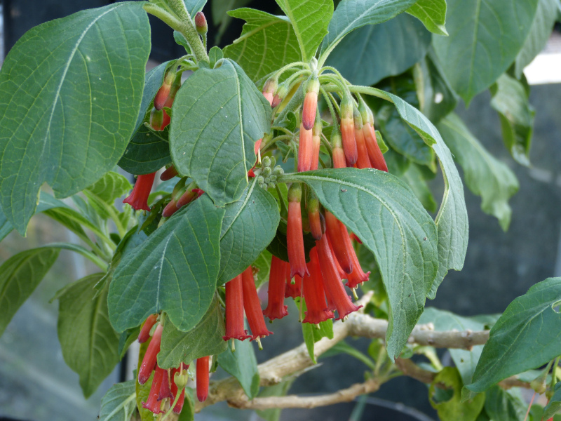 Iochroma coccinea 2.JPG