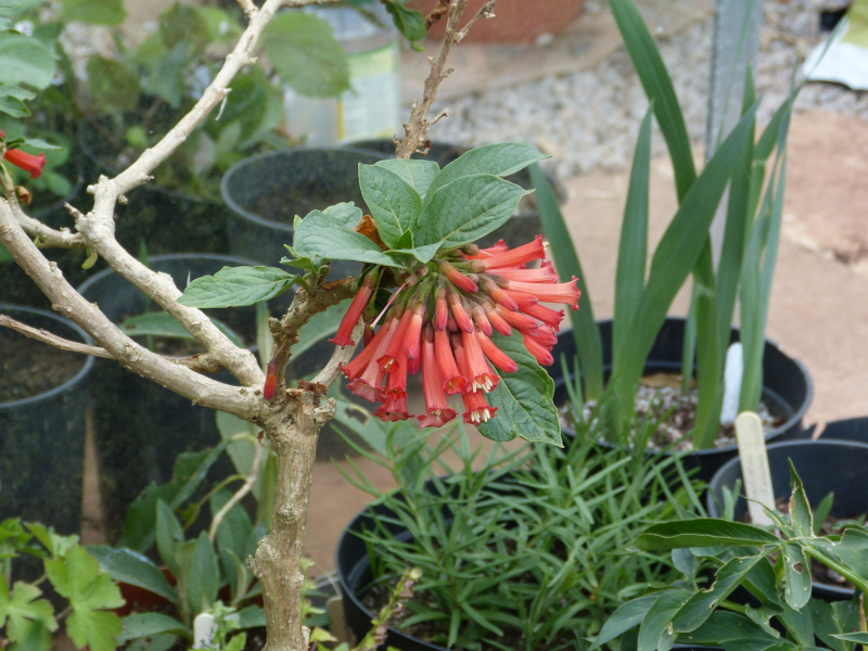 Iochroma coccinea 2.JPG