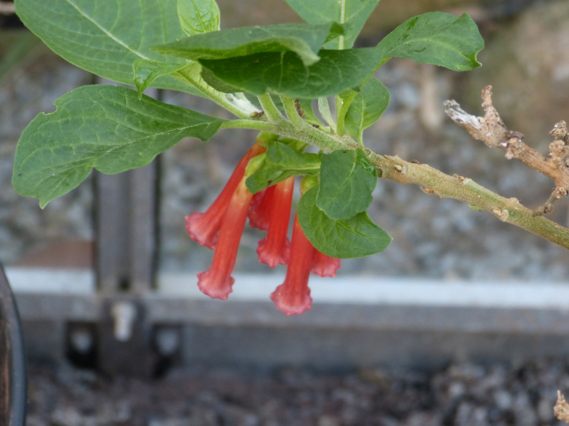 Iochroma coccinea 3.JPG