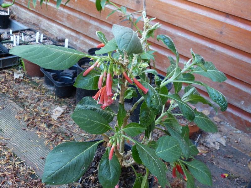 Iochroma coccinea.JPG