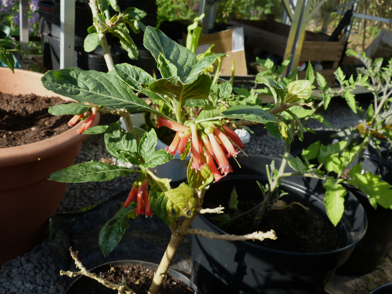 Iochroma coccinea.JPG